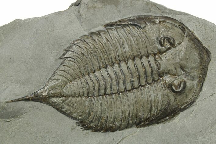 Dalmanites Trilobite Fossil - New York #270212